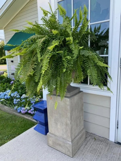 【Official USA Store】Last Day 80% OFF UV Resistant Lifelike Artificial Boston Fern✨