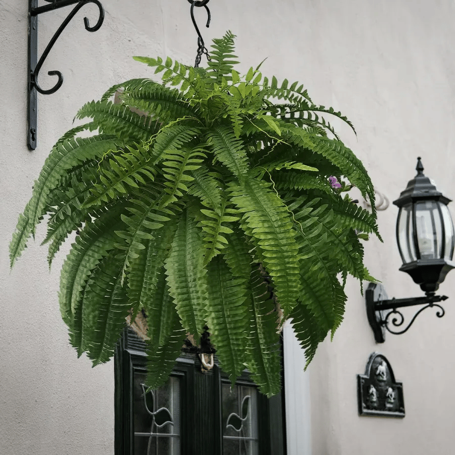 【Official USA Store】Last Day 80% OFF UV Resistant Lifelike Artificial Boston Fern✨