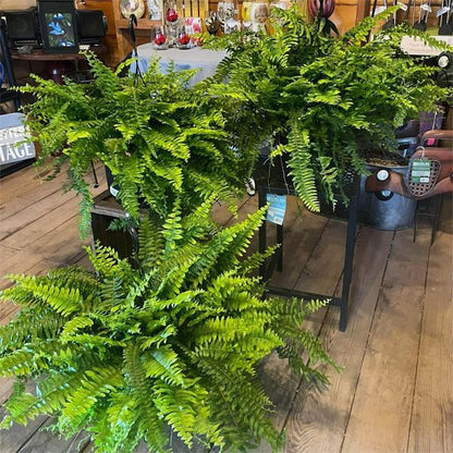 【Official USA Store】Last Day 80% OFF UV Resistant Lifelike Artificial Boston Fern✨